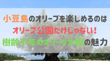 オリーブを楽しめるのはオリーブ公園だけじゃない！樹齢千年のオリーヴ大樹の魅力