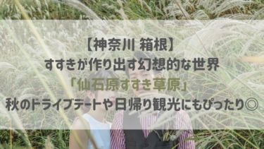 【神奈川 箱根】 すすきが作り出す幻想的な世界 「仙石原すすき草原」  秋のドライブデートや日帰り観光にもぴったり◎