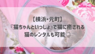 【横浜・元町】『猫ちゃんといっしょ』で猫に癒される♡猫のレンタルも可能◎